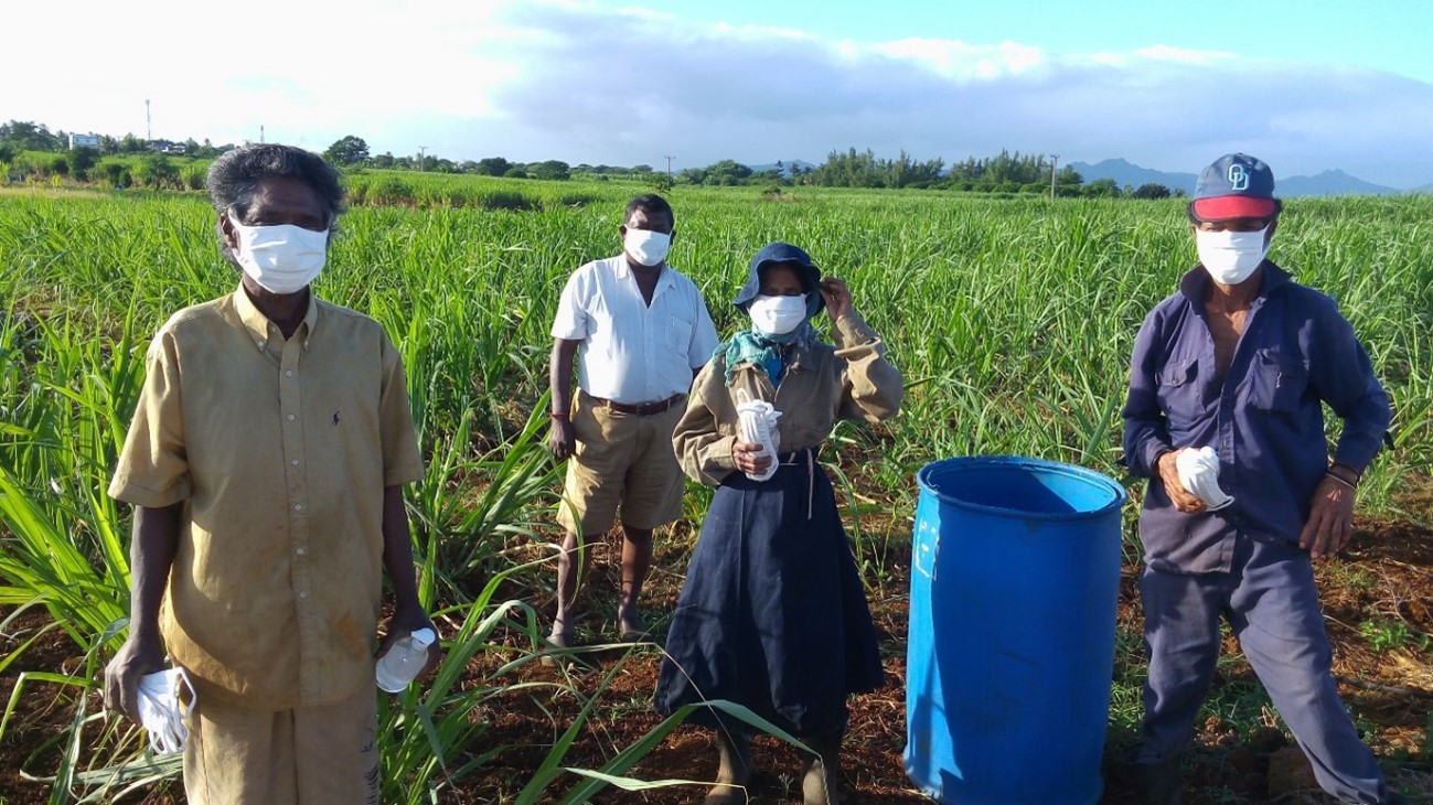 group-of-mauritius-sugar-cane-farmers-in-field-with-masks