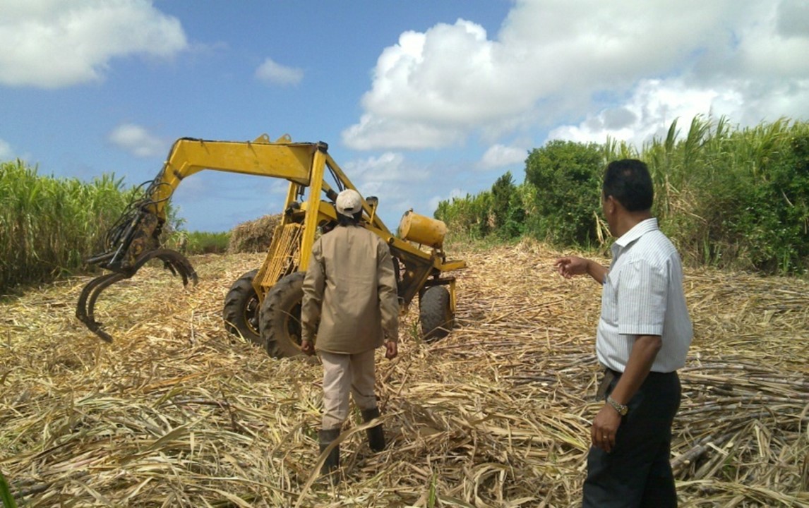 sugar-cane-farmers-in-field-with-tractor