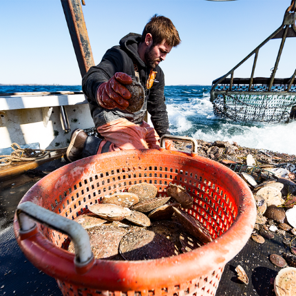 man-on-fishing-boat-gathering-scallops