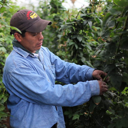 fair-trade-certified-rose-farm