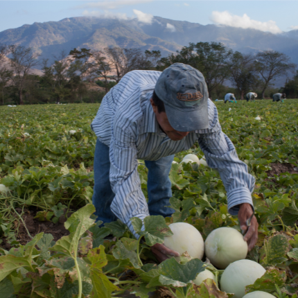grower-in-field-in-mexico-harvesting-melons