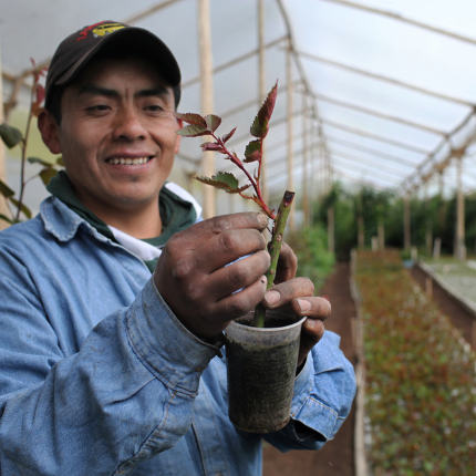 ecuadorian-worker-at-agrogana-grafting-roses